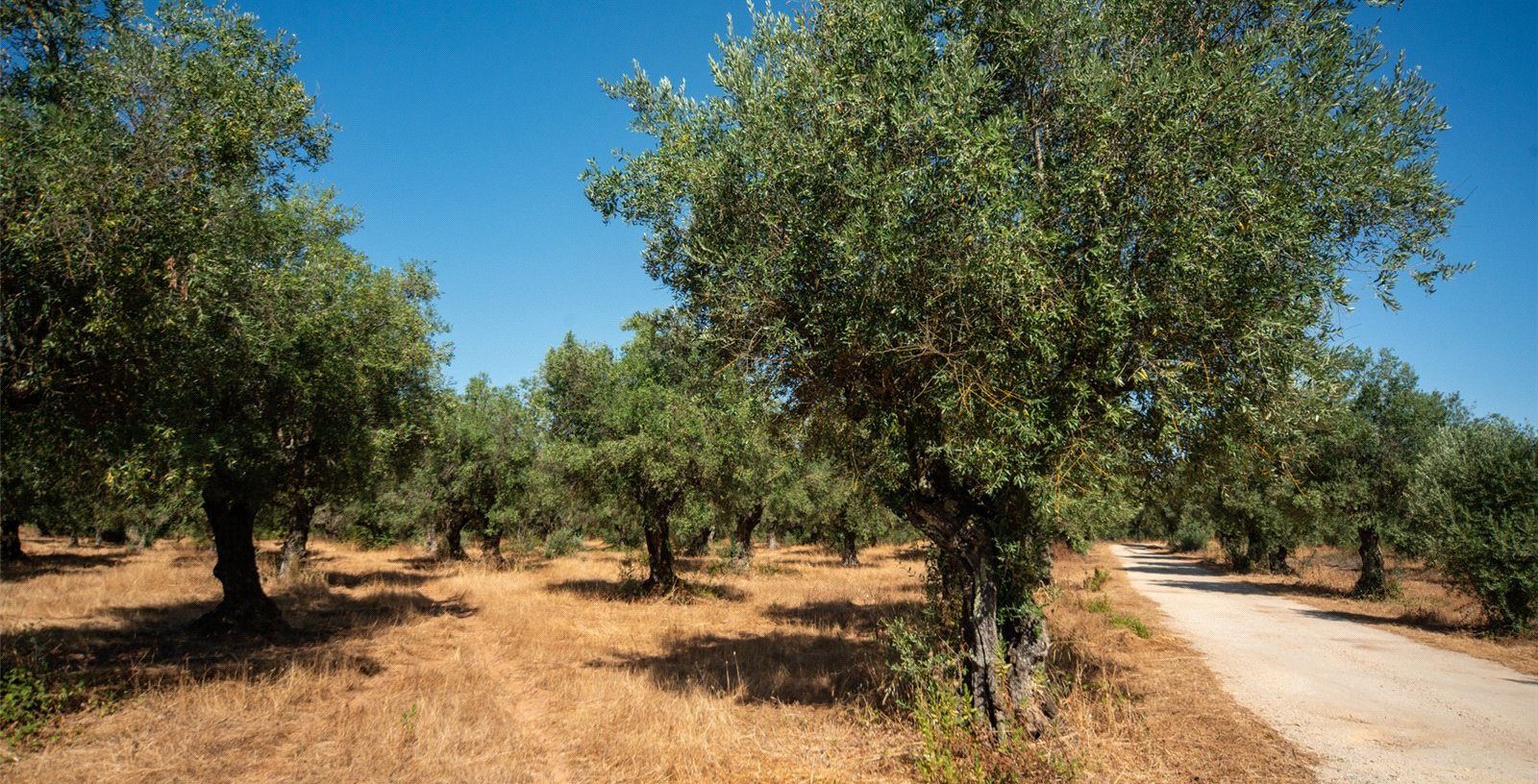 Farmhouse, Ota, Alenquer, Portugal, 7520-415, Portugal - Picture 3
