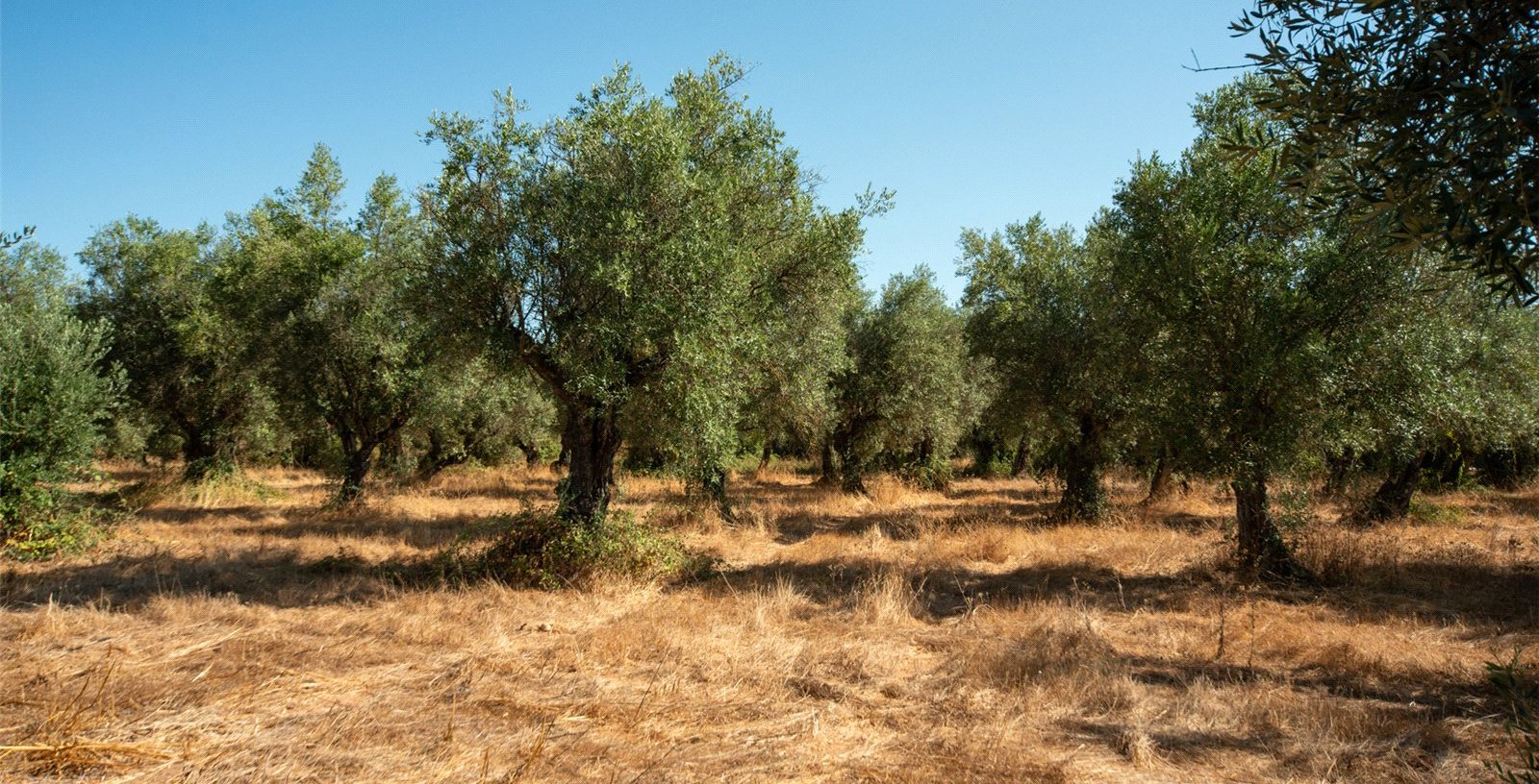 Farmhouse, Ota, Alenquer, Portugal, 7520-415, Portugal - Picture 6