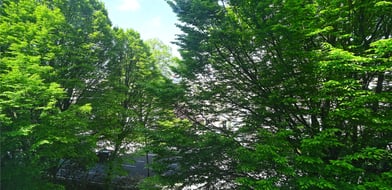 Picture No. 25