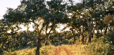 Picture No. 14