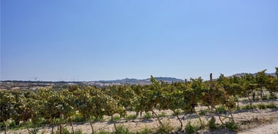 Mosta, Mosta, Malta - Picture preview 7