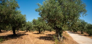 Farmhouse, Ota, Alenquer, Portugal, 7520-415, Portugal - Picture preview 3