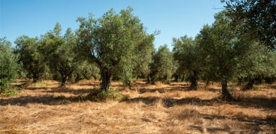 Farmhouse, Ota, Alenquer, Portugal, 7520-415, Portugal - Picture preview 6