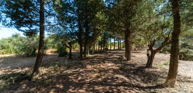 Farmhouse, Ota, Alenquer, Portugal, 7520-415, Portugal - Picture preview 31