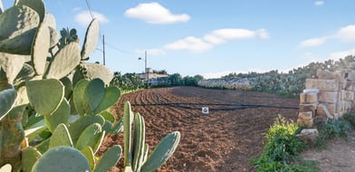 Zejtun, Malta, Malta - Picture preview 16