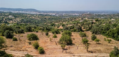 Vale Rosa, Loulé, Algarve, Portugal - Picture preview 19
