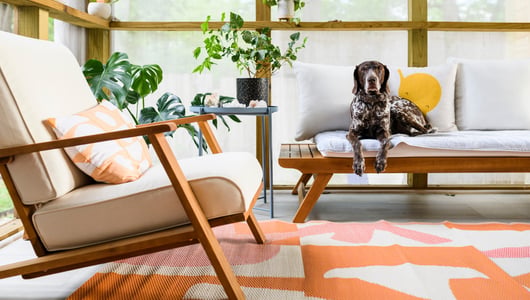 Your questions answered: Pet provisions in the Renters’ Rights Bill
